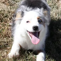 Indie blue eyes, a male Toy Australian Shepherd for sale in Crawford, CO – Photo 8 of 10