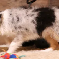 Indie blue eyes, a male Toy Australian Shepherd for sale in Crawford, CO – Photo 6 of 10