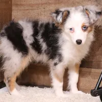 Indie blue eyes, a male Toy Australian Shepherd for sale in Crawford, CO – Photo 2 of 10