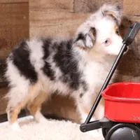 Indie blue eyes, a male Toy Australian Shepherd for sale in Crawford, CO – Photo 4 of 10