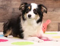 Leo red-tri Toy Aussie, a male Toy Australian Shepherd for sale in Crawford, CO – 4 of 4