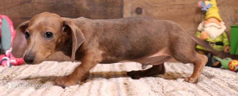 Shaggy red smoothcoat – Miniature Dachshund puppy for sale in Crawford, CO