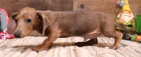 Shaggy red smoothcoat, a male Miniature Dachshund for sale in Crawford, CO – 1 of 4