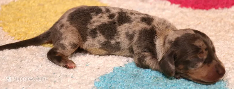 Phoenix blue/tan dapple smooth f – Miniature Dachshund puppy for sale in Crawford, CO