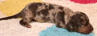 Phoenix blue/tan dapple smooth f, a male Miniature Dachshund for sale in Crawford, CO – 1 of 5
