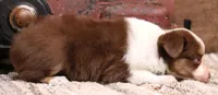 Leo red-tri Toy Aussie, a male Toy Australian Shepherd for sale in Crawford, CO – 7 of 9