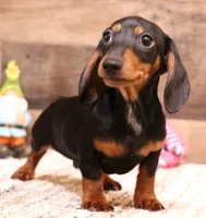 Snoopy black/tan smooth, a male Miniature Dachshund for sale in Crawford, CO – 2 of 9