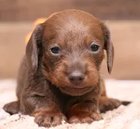 Barbie wire hair, a female Miniature Dachshund for sale in Crawford, CO – Photo 2 of 5