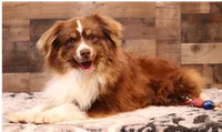 Coco, a female Toy Australian Shepherd for sale in Crawford, CO – 5 of 6