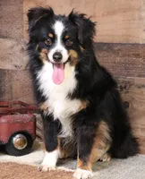 Sarge with tail, a male Toy Australian Shepherd for sale in Crawford, CO – 8 of 8
