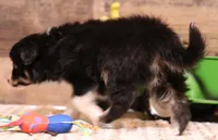Sarge with tail, a male Toy Australian Shepherd for sale in Crawford, CO – 3 of 8