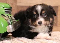 Sarge with tail, a male Toy Australian Shepherd for sale in Crawford, CO – 2 of 8