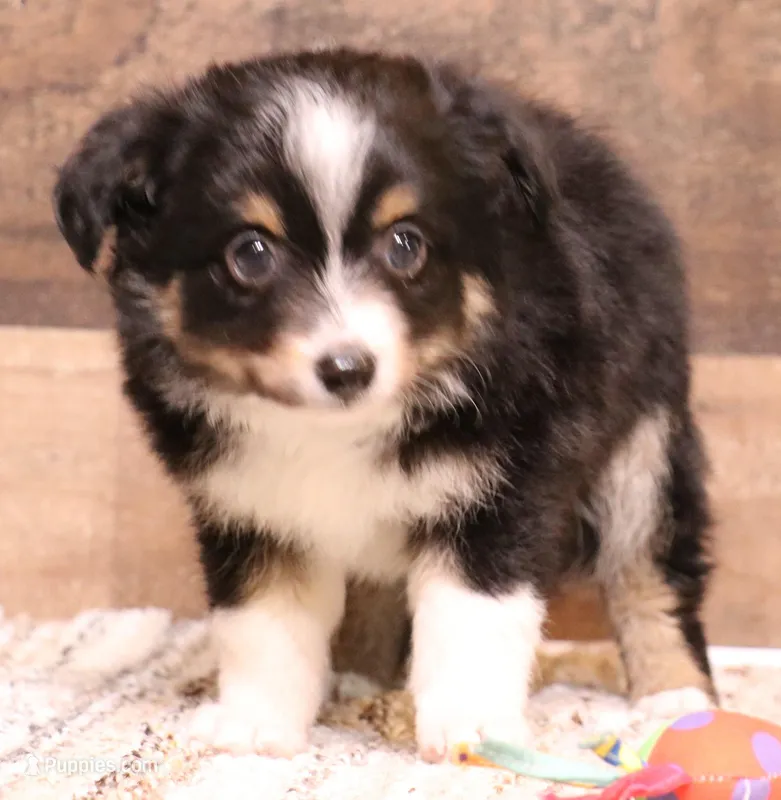Sarge with tail – Toy Australian Shepherd puppy for sale in Crawford, CO