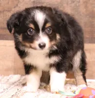 Sarge with tail, a male Toy Australian Shepherd for sale in Crawford, CO – 1 of 8