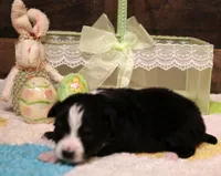 Sarge with tail, a male Toy Australian Shepherd for sale in Crawford, CO – Photo 3 of 4