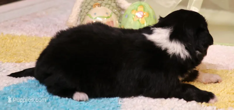 Sarge with tail – Toy Australian Shepherd puppy for sale in Crawford, CO