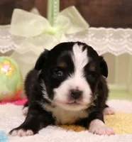 Sarge with tail, a male Toy Australian Shepherd for sale in Crawford, CO – Photo 2 of 4