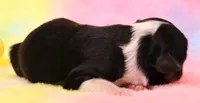 Rue , a female Toy Australian Shepherd for sale in Crawford, CO – 3 of 5