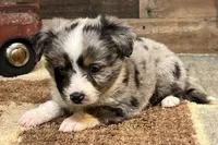 Shep blue merle with tail, a male Toy Australian Shepherd for sale in Crawford, CO – 7 of 7