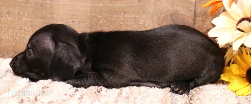 Buffy black longhair – Miniature Dachshund puppy for sale in Crawford, CO