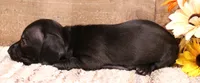 Buffy black longhair, a female Miniature Dachshund for sale in Crawford, CO – 1 of 6