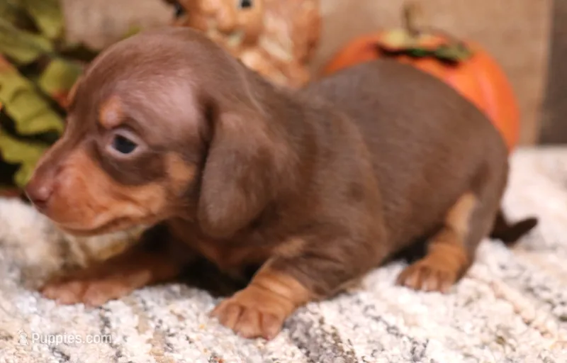 Buttercup choc/tan smooth female – Miniature Dachshund puppy for sale in Crawford, CO