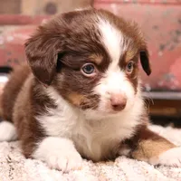 Captain red tri m, a male Toy Australian Shepherd for sale in Crawford, CO – Photo 2 of 3