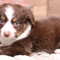 Captain red tri m, a male Toy Australian Shepherd for sale in Crawford, CO – Photo 1 of 3