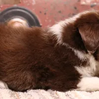 Captain red tri m, a male Toy Australian Shepherd for sale in Crawford, CO – Photo 3 of 3