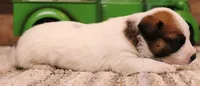 Stew is a shorty, a male Jack Russell Terrier for sale in Crawford, CO – 6 of 10