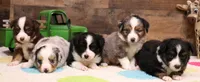 Cookie, a female Toy Australian Shepherd for sale in Crawford, CO – 4 of 6