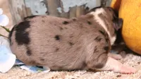Cowboy blue merle male, a male Toy Australian Shepherd for sale in Crawford, CO – 3 of 5