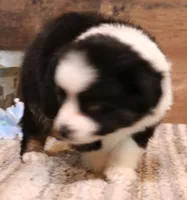 Carrie black-tri full white collar, a female Toy Australian Shepherd for sale in Crawford, CO – 2 of 7
