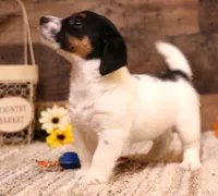 Shorty Rip has a black head, a male Jack Russell Terrier for sale in Crawford, CO – 3 of 8
