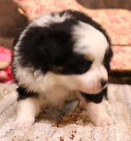Tessa , a female Toy Australian Shepherd for sale in Crawford, CO – 5 of 9