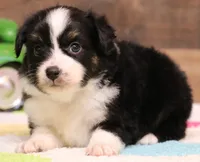Cookie, a female Toy Australian Shepherd for sale in Crawford, CO – 3 of 6