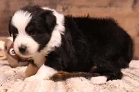 Carrie black-tri full white collar, a female Toy Australian Shepherd for sale in Crawford, CO – 2 of 5