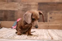 Shaggy red smoothcoat, a male Miniature Dachshund for sale in Crawford, CO – 4 of 4