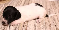 Peterson black/tan pied smooth m, a male Miniature Dachshund for sale in Crawford, CO – 2 of 8