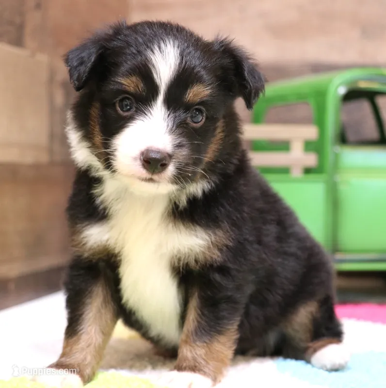 Colt – Toy Australian Shepherd puppy for sale in Crawford, CO