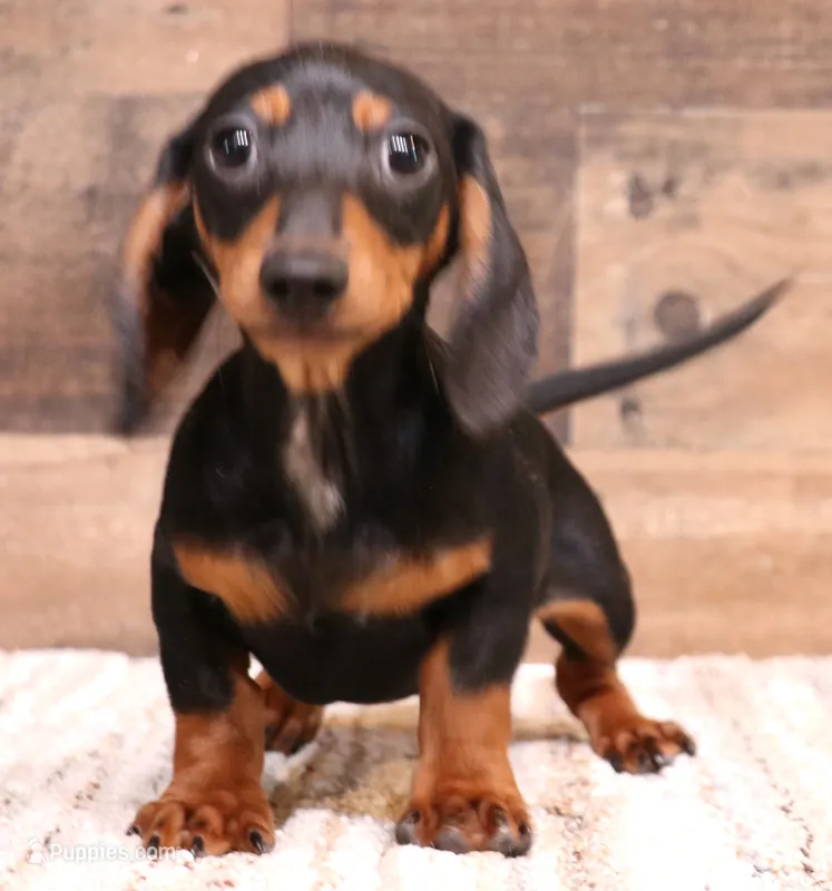 Snoopy black/tan smooth – Miniature Dachshund puppy for sale in Crawford, CO