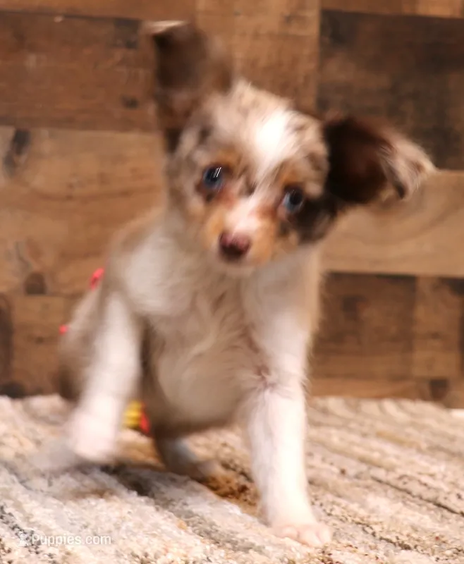 Theodore red merle blue eyes – Toy Australian Shepherd puppy for sale in Crawford, CO