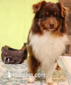 Rue , a female Toy Australian Shepherd for sale in Crawford, CO – 4 of 9