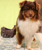 Rue , a female Toy Australian Shepherd for sale in Crawford, CO – 4 of 5