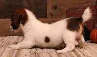 Rex is a shorty, a male Jack Russell Terrier for sale in Crawford, CO – 2 of 6