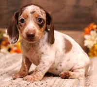 Odin choc/tan pied w/dapple smooth m, a male Miniature Dachshund for sale in Crawford, CO – 3 of 8