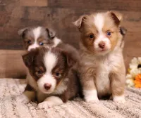 Juliann, a female Toy Australian Shepherd for sale in Crawford, CO – 3 of 9