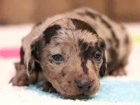 Willow Silver/black dapple smooth, a female Miniature Dachshund for sale in Crawford, CO – Photo 4 of 6
