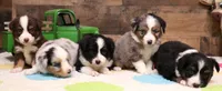 Colt, a male Toy Australian Shepherd for sale in Crawford, CO – 4 of 6