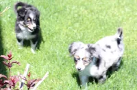 Sarge with tail, a male Toy Australian Shepherd for sale in Crawford, CO – 3 of 5